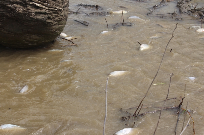 Tarladan balık topladılar
