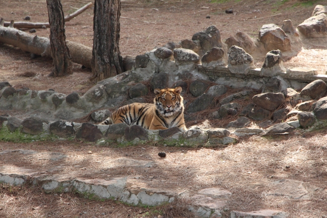 Gaziantep Hayvanat Bahçesi'ni bu yıl 4 milyon kişi ziyaret etti