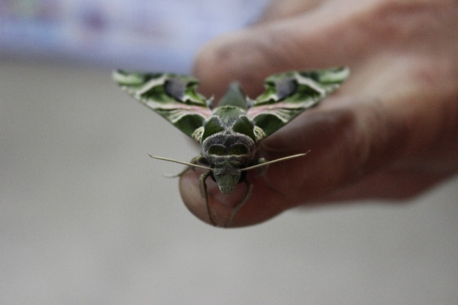 Ender rastlanan "mekik kelebeği" İstanbul'da bulundu