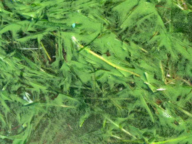 Eğirdir ve Beyşehir göllerinde 'dip suyu' alarmı