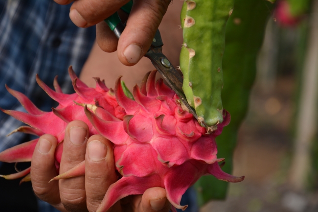 "Ejder meyvesi" geçim kapısı oldu