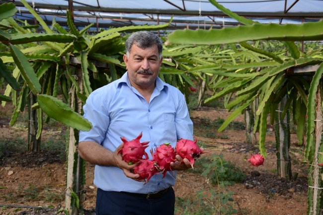 "Ejder meyvesi" geçim kapısı oldu