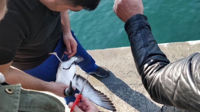 Balıkçılara yelkovan kuşu uyarısı