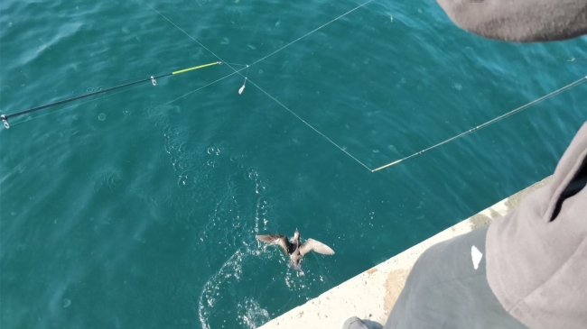 Balıkçılara yelkovan kuşu uyarısı