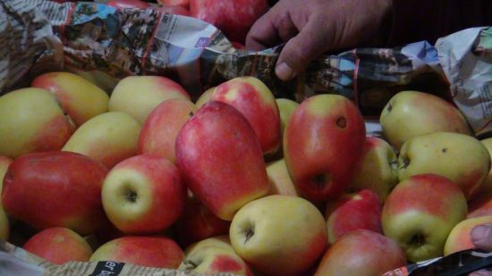 Kağızman'ın "uzun elma"sına yoğun talep