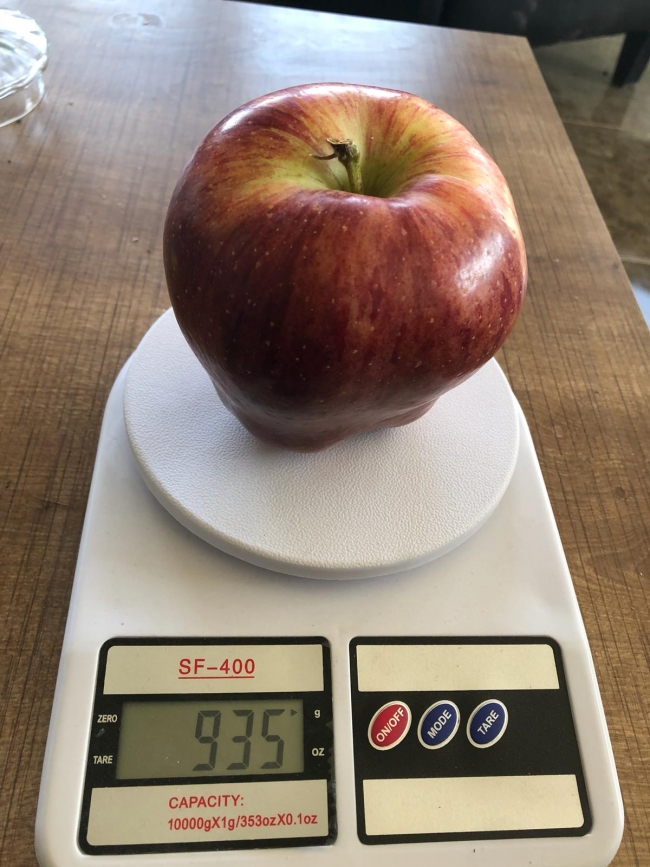 Isparta'da bir bahçeden toplanan ve görenlerin dikkatini çeken elmanın ağırlığı 935 gram olarak kayda geçti. Fotoğraf: AA