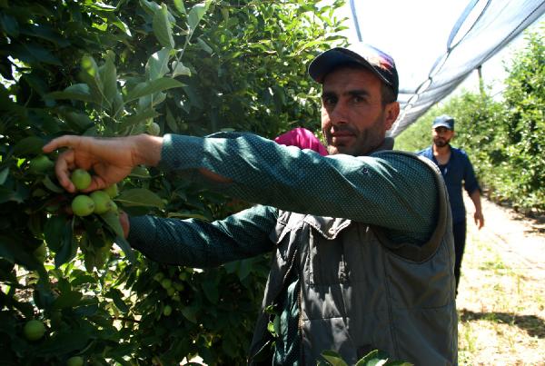 Niğde'deki dev bahçeden yılda 20 bin ton elma toplanıyor