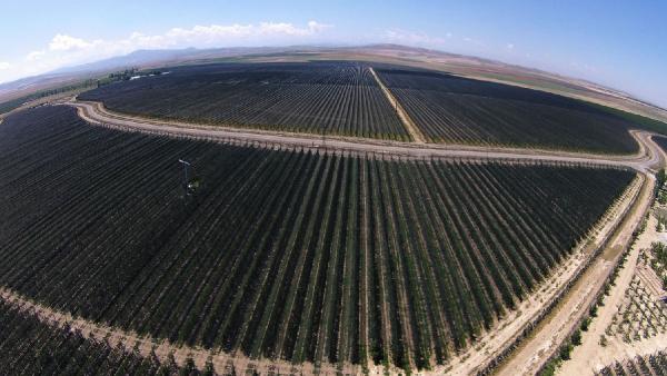 Niğde'deki dev bahçeden yılda 20 bin ton elma toplanıyor