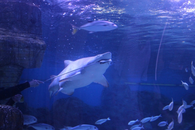 Köpek balıklarını korkusuz dalgıçlar besliyor