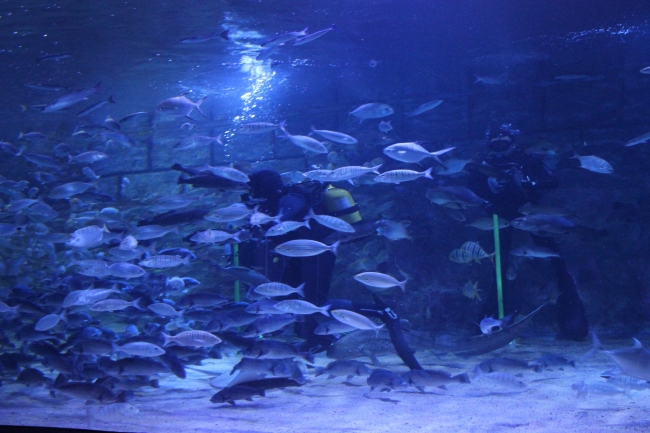 Köpek balıklarını korkusuz dalgıçlar besliyor