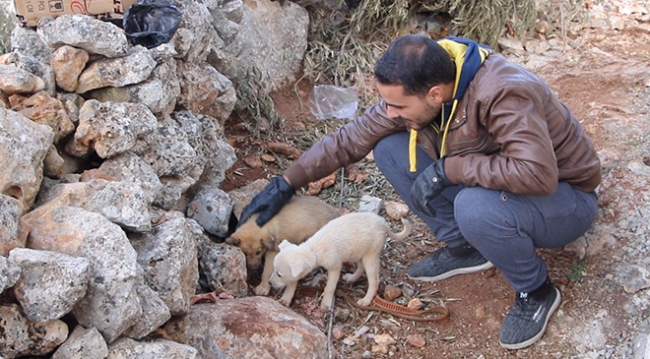 Bağdadi operasyonunda enkaz altında kalan yavru köpekler kurtarıldı