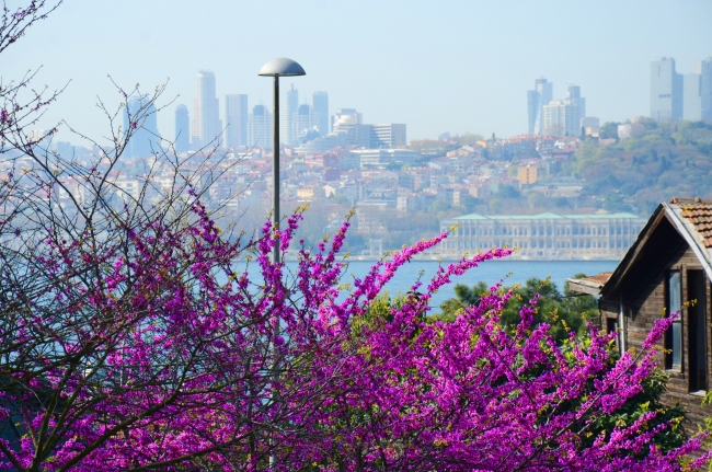 İstanbul Boğazı erguvanlarla renklendi