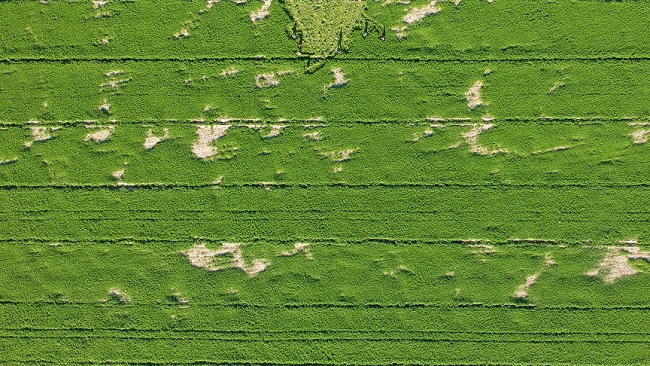 Hatay maydanozuna ilgi artıyor