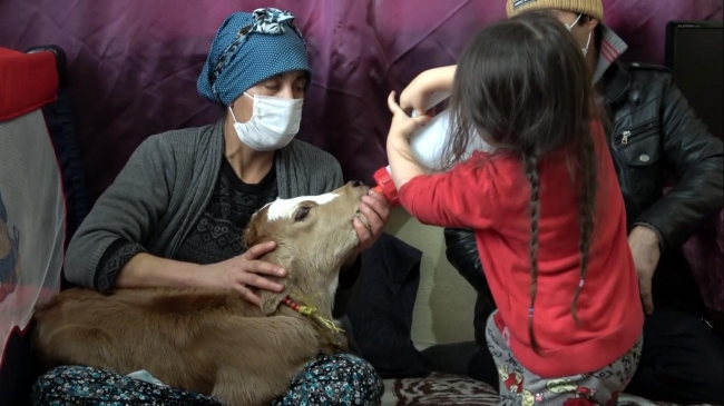 ‘Yaşamaz' denilen buzağıyı beşiğe yatırıp, biberonla besliyor