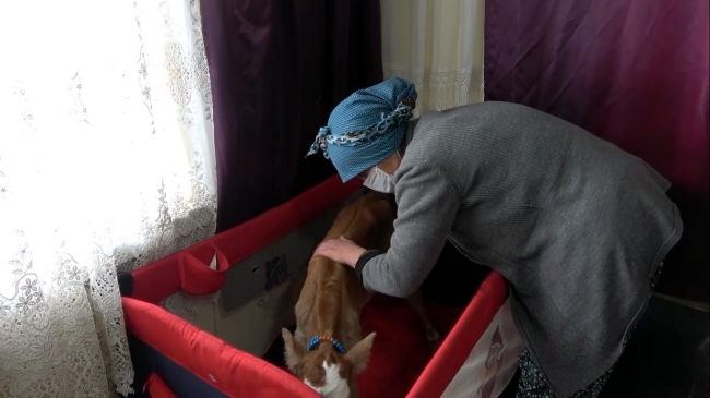 ‘Yaşamaz' denilen buzağıyı beşiğe yatırıp, biberonla besliyor