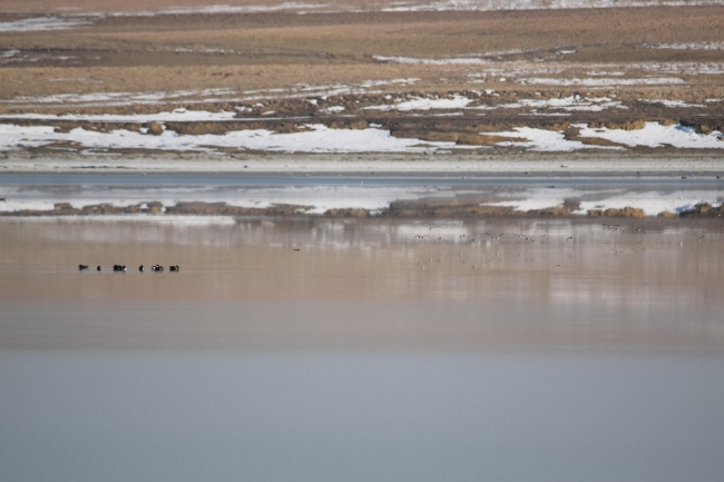 Havalar soğuyunca flamingolar tekrar göç etti