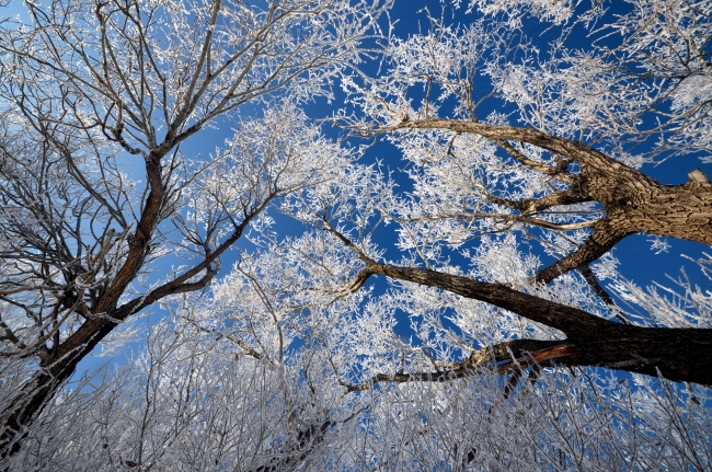Dereler buzla, ağaçlar ve direkler kırağıyla kaplandı, çatılarda buz sarkıtları oluştu