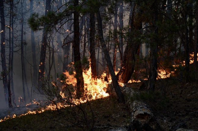 Eskişehir'deki yangın kontrol altına alındı