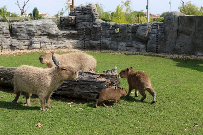 Eskişehir Hayvanat Bahçesi'nde 4 sevimli yavru