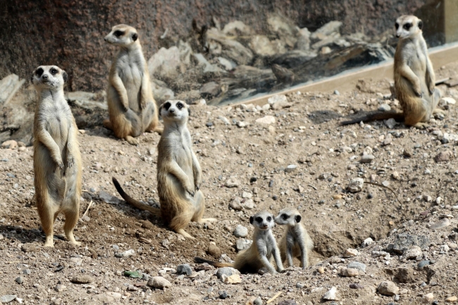 Eskişehir Hayvanat Bahçesi'nde 4 sevimli yavru
