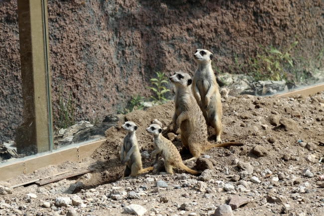 Eskişehir Hayvanat Bahçesi'nde 4 sevimli yavru