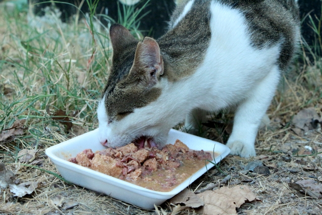 'Popülasyonda ciddi artış var, 5 yıl sonra insanlar sokağa çıkamaz hale gelecek'