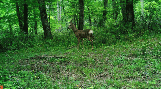 Fotokapan görüntüleri yaban hayatına ışık tutacak