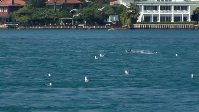 İstanbul Boğazı yunuslara kaldı