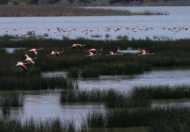 Yüzlerce kuş türüne ev sahipliği yapan Gediz Deltası
