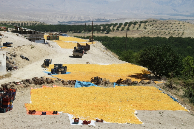 Kayısının başkentinde bereketli hasat