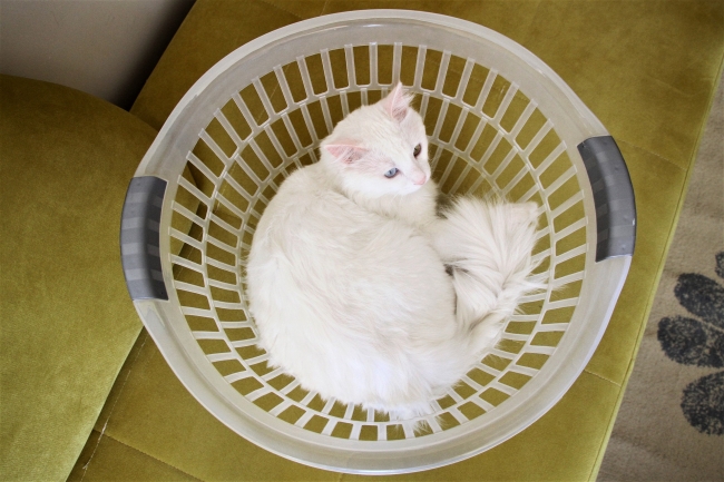 Van'ın en güzel kedisine evladı gibi bakıyor