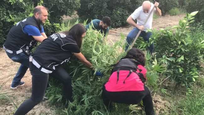 Narenciye bahçesinde Hint keneviri yetiştirmiş