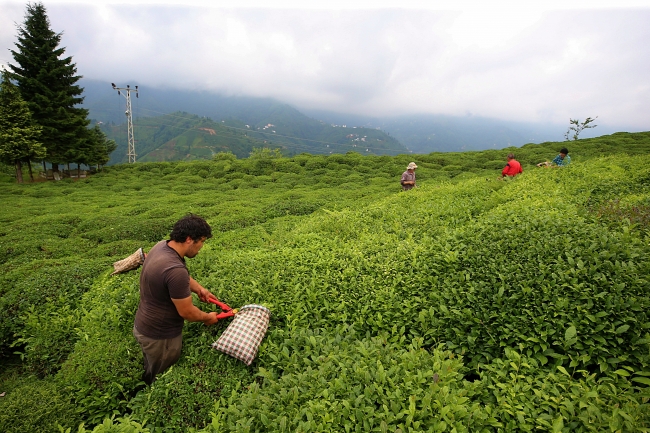 93 ülkede Türk çayı tüketiliyor