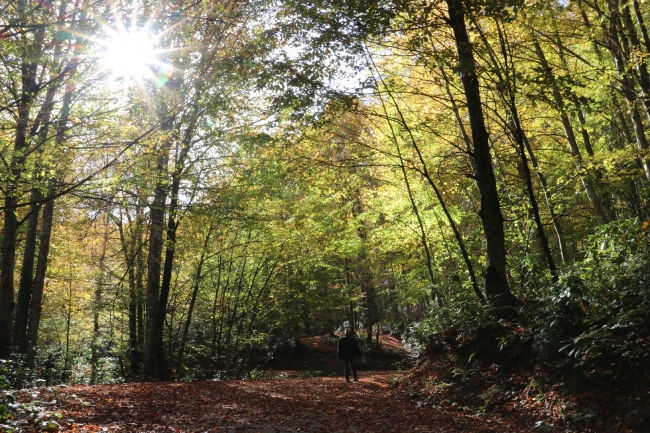 16 yılda 4 milyar 300 milyon fidan dikildi