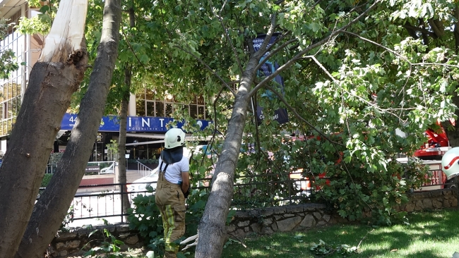 İstanbul'da şiddetli rüzgar ağaçları devirdi