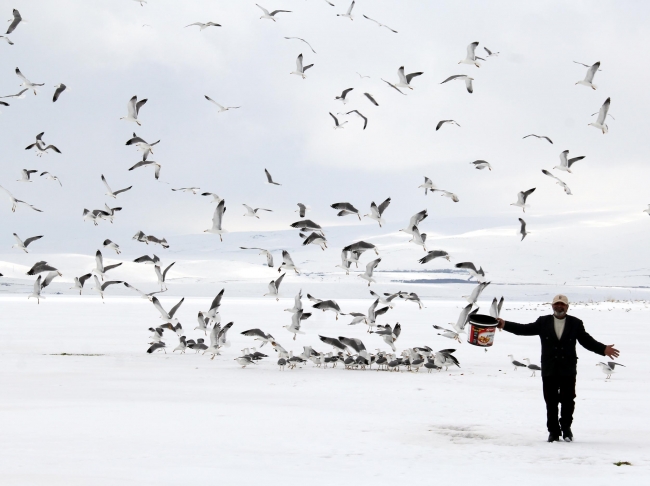 Buzla kaplı Çıldır Gölü'nde avlanamayan martıları besliyor