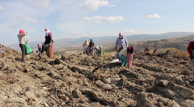 Yangında zarar gören 7 hektar alan kadınların elinde yeşerecek