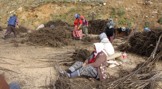 Balıkesir Bandırma'dan 32 ülkeye ceviz fidanı ihracatı