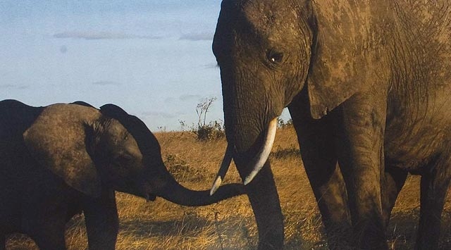 Araştırmalara göre Amur parsı, siyah gergedan ve Borneo orangutanı yok olabilir