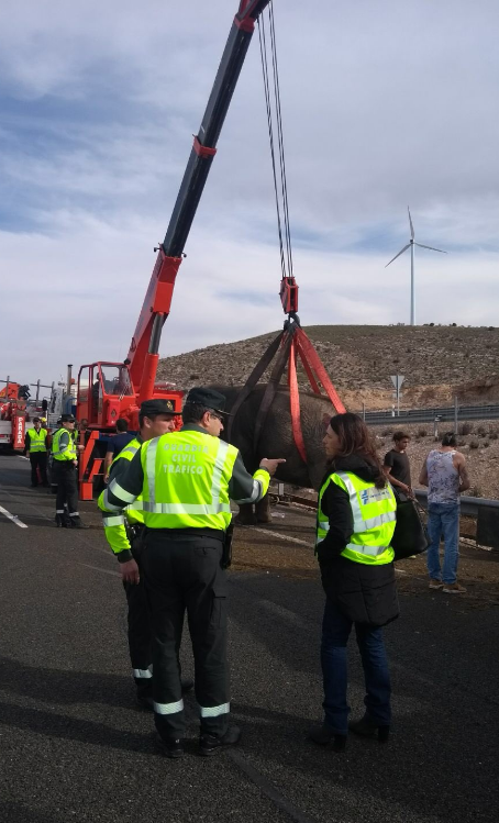 Sirk kamyonu kaza yaptı, filler otoyola dağıldı