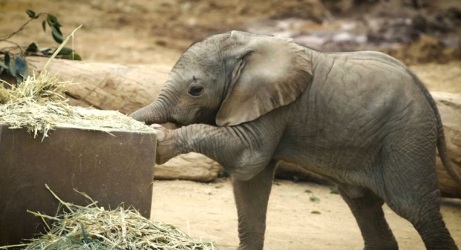 Bebek filler dünyaya ayak uyduruyor