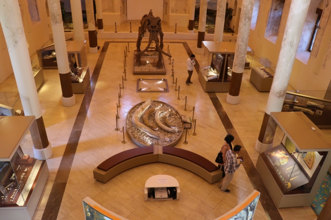 "Güney fili" fosili tüm parçalarıyla tamamlanmayı bekliyor