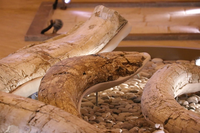 "Güney fili" fosili tüm parçalarıyla tamamlanmayı bekliyor