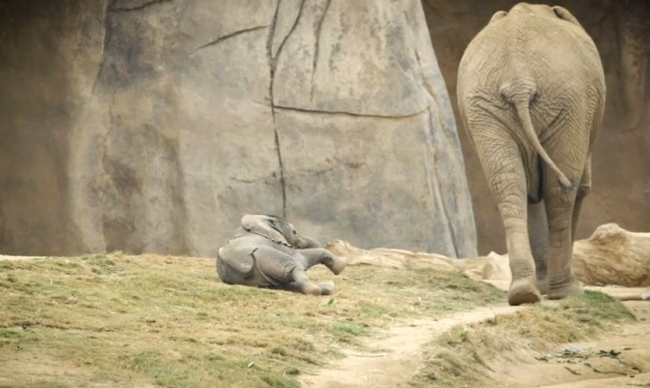 Bebek filler dünyaya ayak uyduruyor