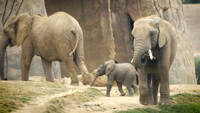Bebek filler dünyaya ayak uyduruyor