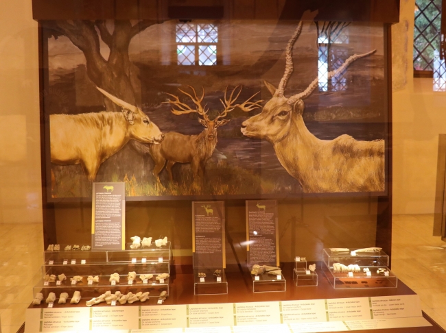 "Güney fili" fosili tüm parçalarıyla tamamlanmayı bekliyor