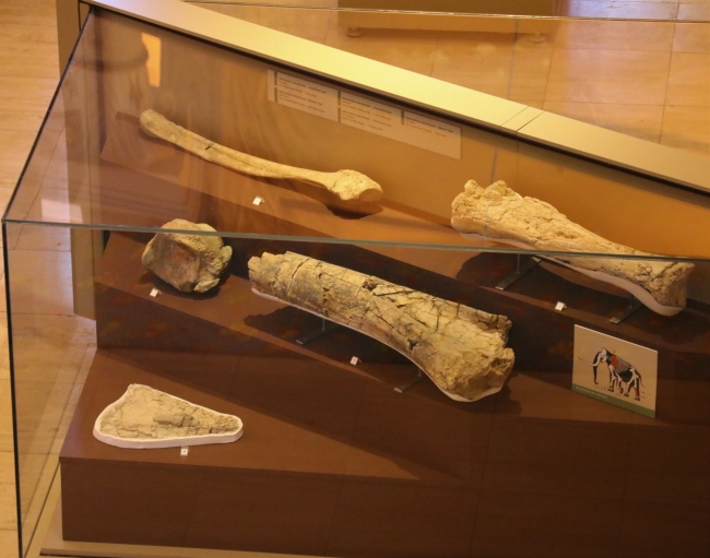 "Güney fili" fosili tüm parçalarıyla tamamlanmayı bekliyor