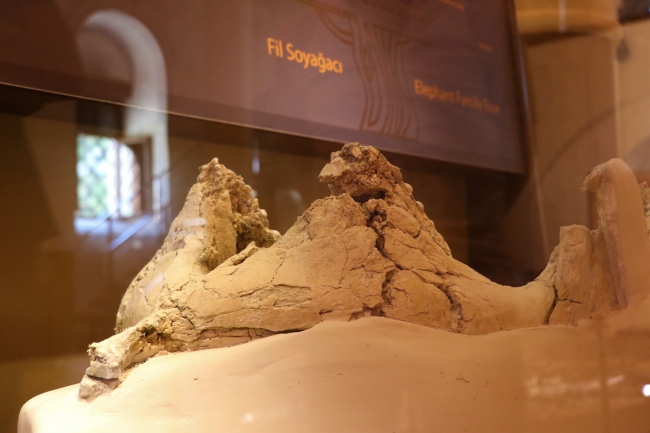 "Güney fili" fosili tüm parçalarıyla tamamlanmayı bekliyor