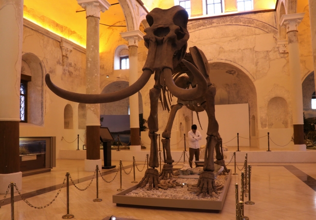 "Güney fili" fosili tüm parçalarıyla tamamlanmayı bekliyor