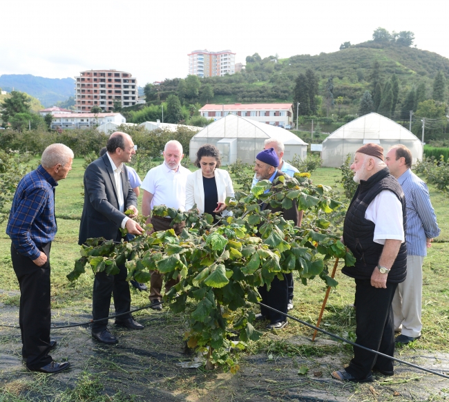 Fındık bahçelerinde gençleştirmenin ilk adımı atıldı